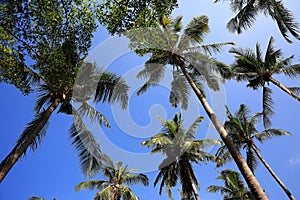 Beach and trees, Phra Ae Beach, Ko Lanta, Thailand