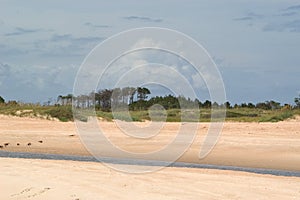 Beach with trees and Tidal Stream