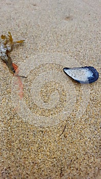 Seashell seaweed and sand