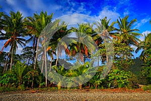 Beach on the tropical island. Clear blue water, sand and palm trees. Beautiful vacation spot, treatment and aquatics. Coconut palm