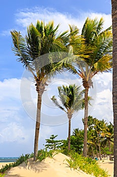 Beach on the tropical island. Clear blue water, sand and palm trees. Beautiful vacation spot, treatment and aquatics. Dominican