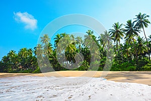 Beach on tropical island with lush green coconut palm trees and clean sand