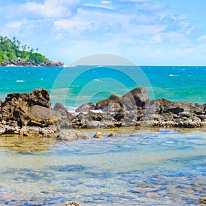 Beach tropical ocean with coral and palms trees