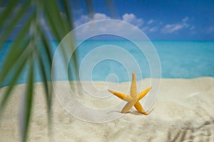 The beach of a tropical Paradise sea island, with shells and the shade of palm trees