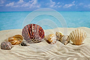 The beach of a tropical Paradise sea island, with shells and the shade of palm trees