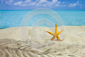 The beach of a tropical Paradise sea island, with shells and the shade of palm trees