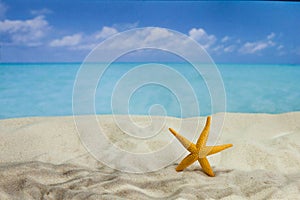 The beach of a tropical Paradise sea island, with shells and the shade of palm trees