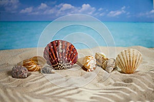 The beach of a tropical Paradise sea island, with shells and the shade of palm trees