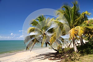 Beach in tropics