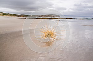 Beach tumbleweed closeup at ocean shore.