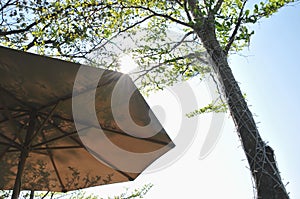 Beach umbrella from branches against the sun light with the big tree