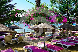 Beach umbrellas and lounge chairs under bougainvillea flowers