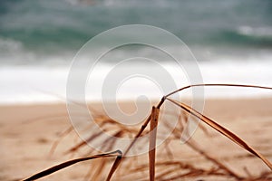 Beach vegetation