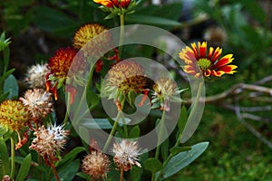 Beach Vegetation