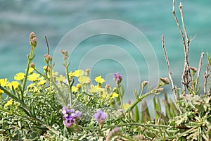 Beach vegetation on a sandy hill, with a blurry sea in the background. Yellow-savory flowers, Sharon Nature Reserve, Mediterranean