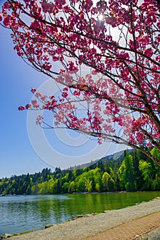 Beach view of Salt Spring Island in BC, Canada