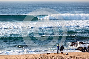 Beach Wave Surfer Spectators Dogs Surfing