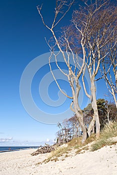 Beach of darss, Germany