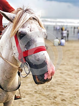 Beach white horse rider hier horse in the bank of ocean