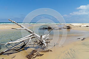 The beach won fraser island there are washed up trees in beautiful weather