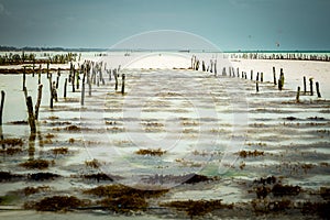 Beach in Zanzibar with sticks and lines to capture kelp