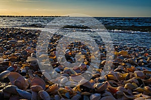 On the beach in Zingst. Shells lie in the sand in front of the sea of the Baltic Sea