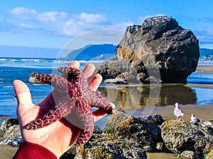 Starfish Sea Star on Pacific coast tide pool