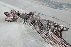 Beachcombers Wood at Ohope beach in Whakatane, New Zealand