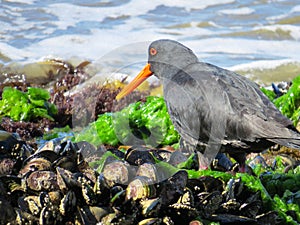 Beachcombing!