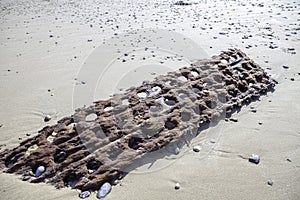 Beachcombing find of eroded ironwork lattice photo