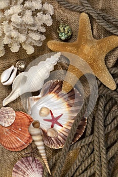 Beachcombing - Seashell Collection