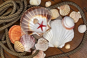 Beachcombing - Seashell Collection