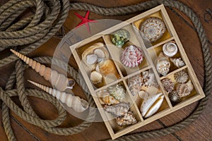 Beachcombing - Seashell Collection