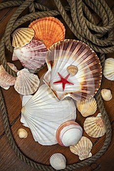 Beachcombing - Seashell Collection