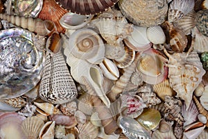 Beachcombing - Seashell Collection