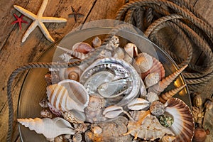 Beachcombing - Seashell Collection