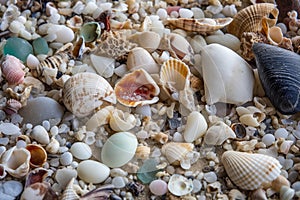 beachcombing snapshot of collection of shells, sea glass, and other beach treasures