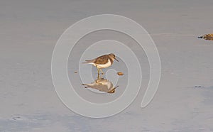 Beachcombing Wanderers: Common Sandpiper Birds Gliding Above the Shore