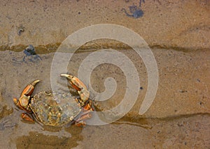 Beachcrab (Carcinus maenas) in the sand