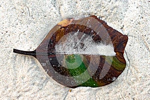 Beached decomposing leaf with perfect parallel venation, on white sand of tropical island is half decomposed losing green pigment.