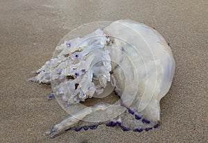 beached large jellyfish with dangerous stinging tentacles on the