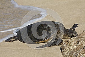 Beached Sea Turtle