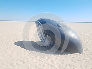 beached whale animal with barnacles on its head at beach