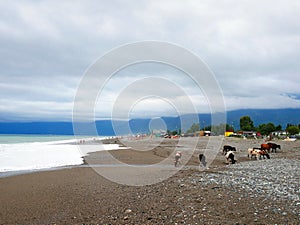 Beaches of Abkhazia on the Black Sea. Pebble beaches on the Black Sea