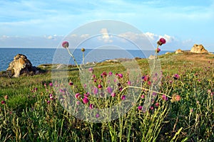 The beaches of the Azov sea.