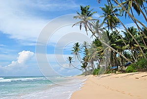 Beaches of Sri Lanka. Sea beach, palm trees, coconuts, white sand, ocean.