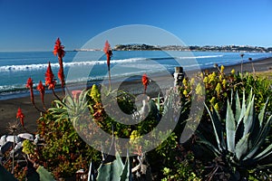 Beachfront garden in Westshore, Hawkes Bay, New Zealand