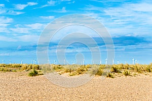 Beachgrass Ammophila in England beach