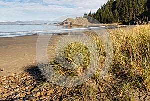 Beachgrass growing on sandy beach