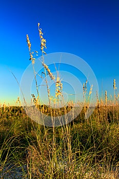 Beachgrass at Honeymoon Island II